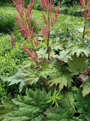 Rheum palmatum L.: flower