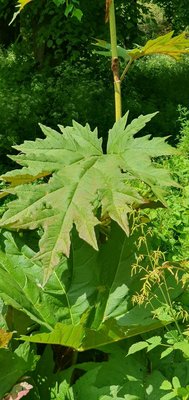 Rheum palmatum L.: leaf