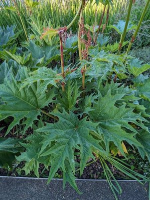 Rheum palmatum L.: leaf