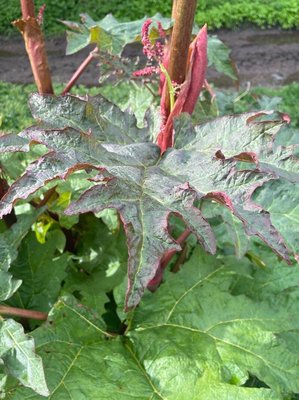 Rheum palmatum L.: leaf