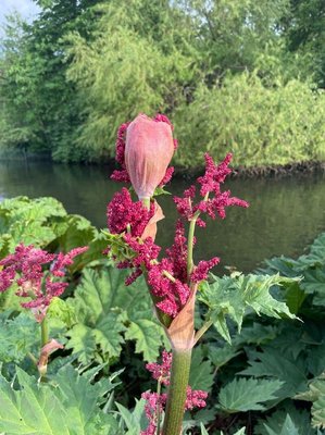 Rheum palmatum L.: flower