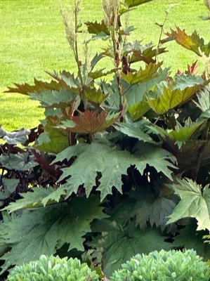 Rheum palmatum L.: leaf