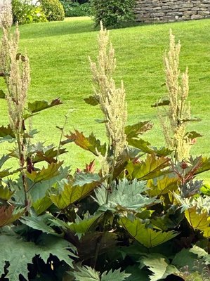 Rheum palmatum L.: flower