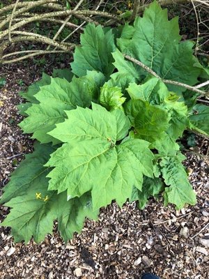 Rheum palmatum L.: leaf