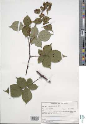Rubus langei Jensen ex Frid. & Gelert