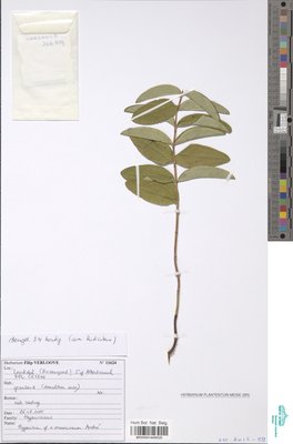 Hypericum cf. moserianum André
