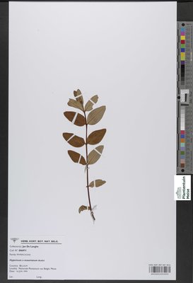 Hypericum x moserianum André