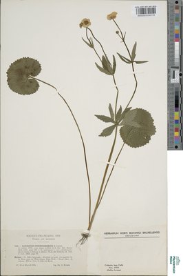 Ranunculus pseudocassubicus (Christ) Christ ex W.Koch