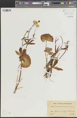 Ranunculus pseudocassubicus (QFA0126273) à l'Herbier Louis-Marie (QFA), Université Laval, Québec, Québec, Canada