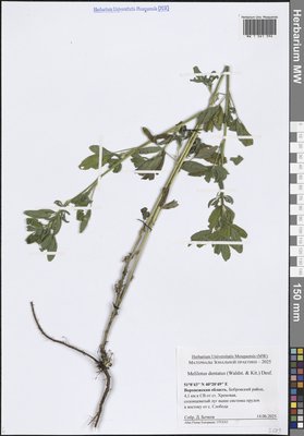Melilotus dentatus (Waldst. & Kit.) Desf. (Донник зубчатый), Moscow University Herbarium