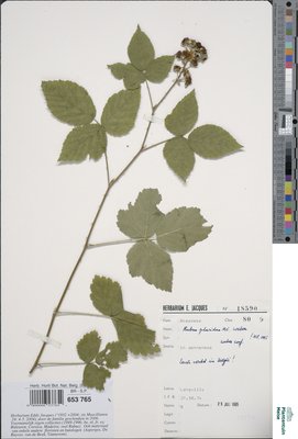 Rubus placidus H.E.Weber