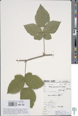 Rubus placidus H.E.Weber