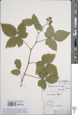 Rubus placidus H.E.Weber