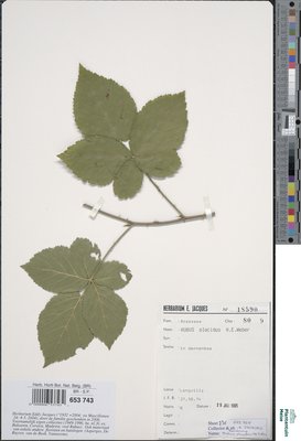 Rubus placidus H.E.Weber
