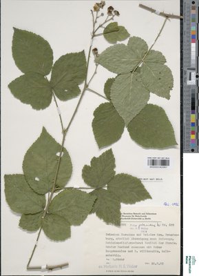Rubus placidus H.E.Weber