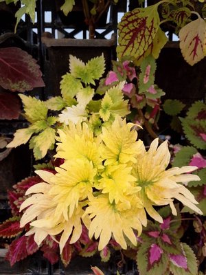 Amaranthus tricolor L.: leaf