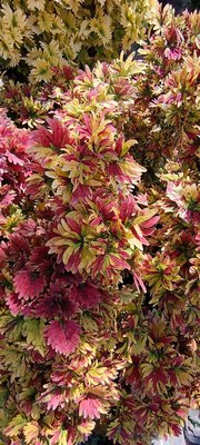 Amaranthus tricolor L.: leaf