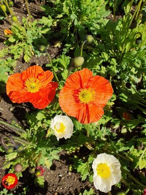 Papaver croceum Ledeb.: flower