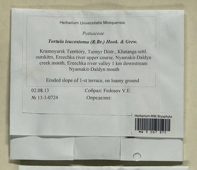 Tortula leucostoma (R. Br.) Hook. & Grev., Moscow University Herbarium