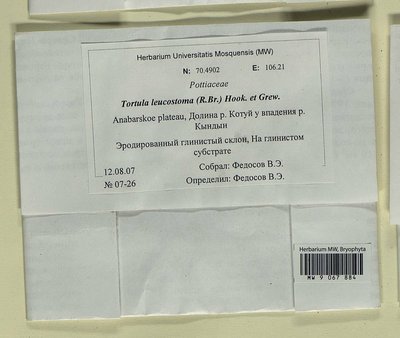 Tortula leucostoma (R. Br.) Hook. & Grev., Moscow University Herbarium