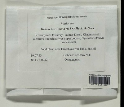 Tortula leucostoma (R. Br.) Hook. & Grev., Moscow University Herbarium