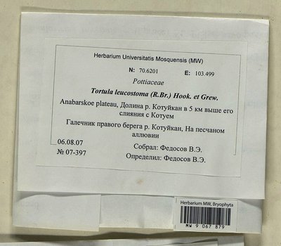 Tortula leucostoma (R. Br.) Hook. & Grev., Moscow University Herbarium