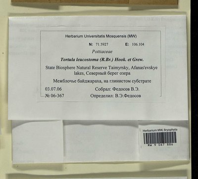 Tortula leucostoma (R. Br.) Hook. & Grev., Moscow University Herbarium