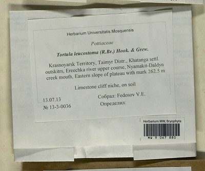 Tortula leucostoma (R. Br.) Hook. & Grev., Moscow University Herbarium