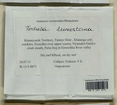 Tortula leucostoma (R. Br.) Hook. & Grev., Moscow University Herbarium