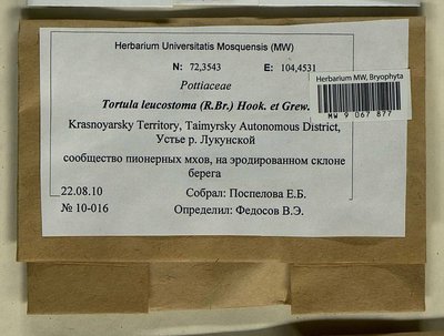 Tortula leucostoma (R. Br.) Hook. & Grev., Moscow University Herbarium