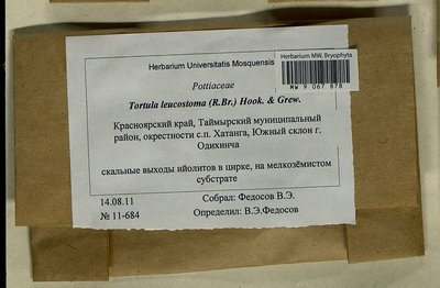 Tortula leucostoma (R. Br.) Hook. & Grev., Moscow University Herbarium