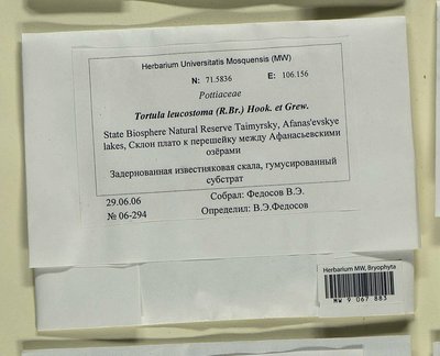 Tortula leucostoma (R. Br.) Hook. & Grev., Moscow University Herbarium