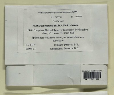 Tortula leucostoma (R. Br.) Hook. & Grev., Moscow University Herbarium