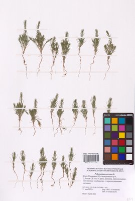 Polycnemum arvense L. (Хруплявник полевой), MHA Herbarium