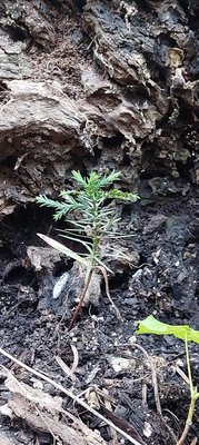 Polycnemum arvense L.: leaf