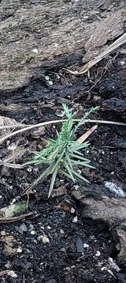 Polycnemum arvense L.: leaf