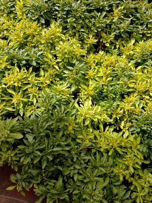 Alternanthera bettzickiana (Regel) G.Nicholson: leaf