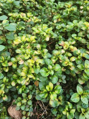 Alternanthera bettzickiana (Regel) G.Nicholson: leaf