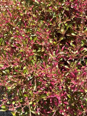 Alternanthera bettzickiana (Regel) G.Nicholson: leaf