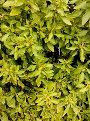 Alternanthera bettzickiana (Regel) G.Nicholson: leaf