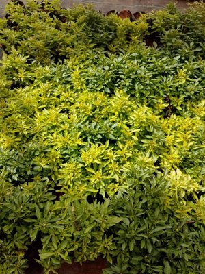 Alternanthera bettzickiana (Regel) G.Nicholson: leaf