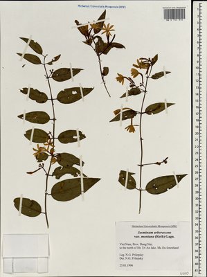 Jasminum arborescens Roxb. (Жасмин), Moscow University Herbarium