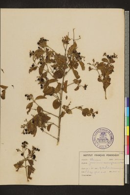 Jasminum arborescens Wall. ex C.B.Clarke
