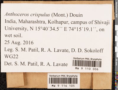 Anthoceros punctatus L., Moscow University Herbarium